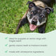 Bark & Whiskers® Gentle Dental Chew Bones - Large